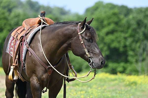 performance-quarter-horse