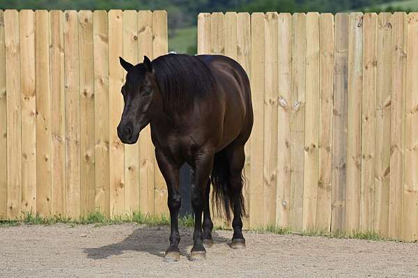 trail-riding-quarter-horse