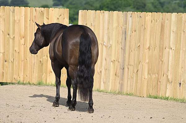 team-roping-quarter-horse