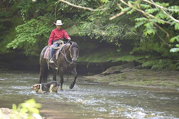 ranch-versatility-quarter-horse