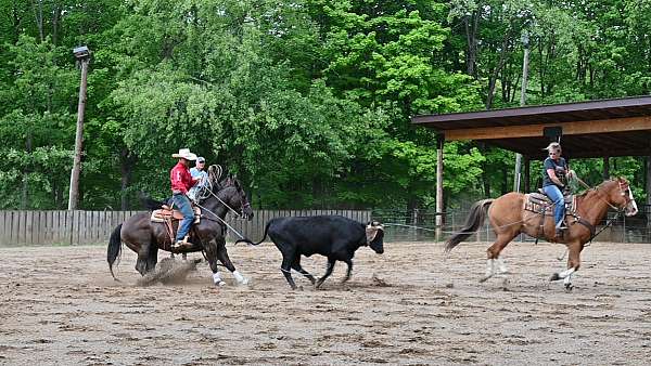 kid-safe-quarter-horse