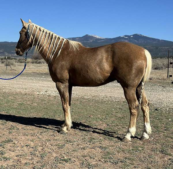 all-around-quarter-horse