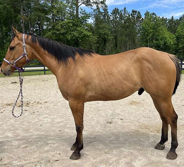 dun-quarter-horse-gelding