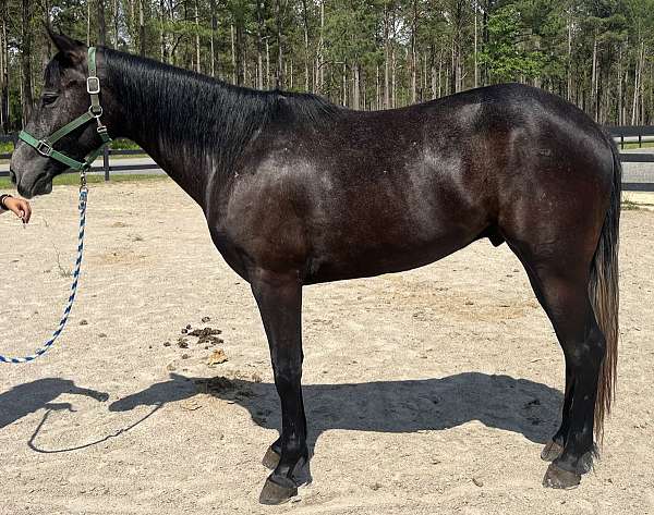 grey-quarter-horse-gelding