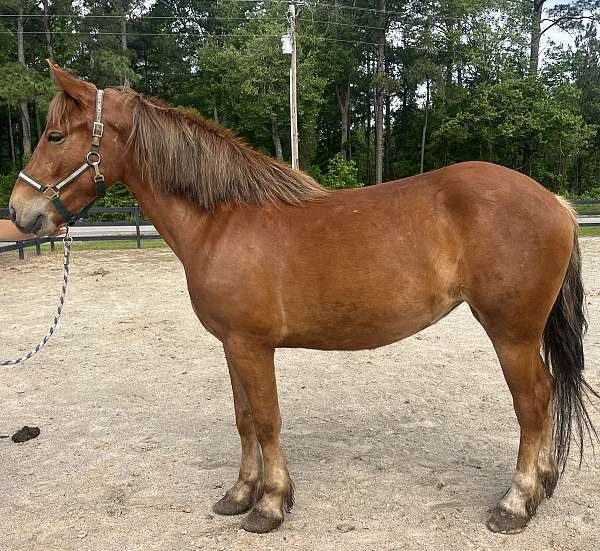 cross-ridden-english-belgian-horse