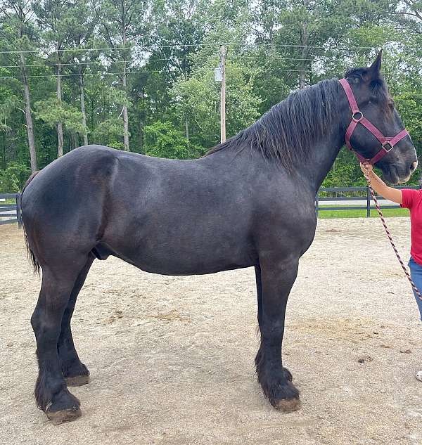 black-percheron-gelding