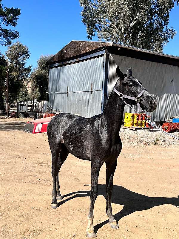 cross-stallion-andalusian-morgan-horse