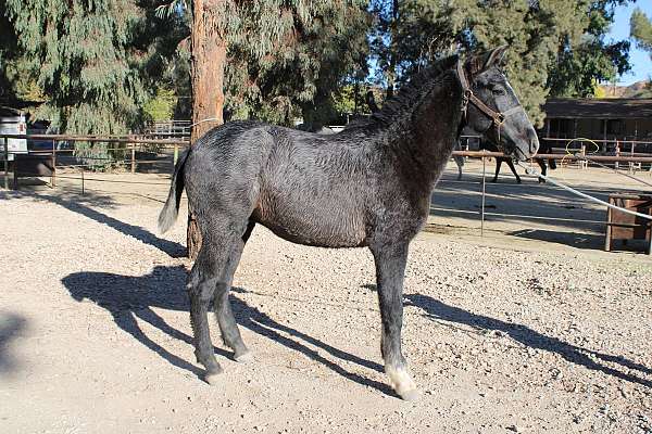 cross-stallion-andalusian-morgan-horse