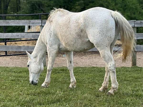 quarter-horse-gelding