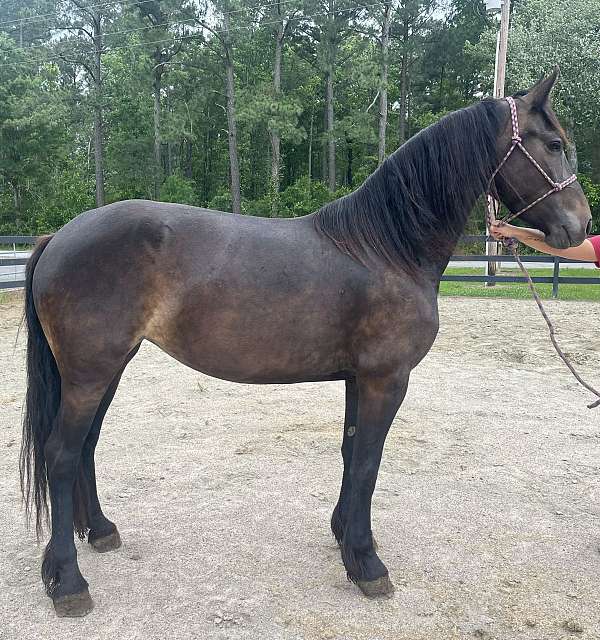 friesian-hackney-horse-for-sale