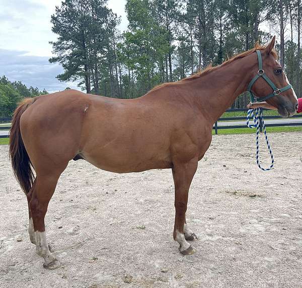 Sorrel QH Gelding