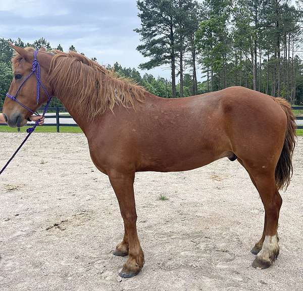 sorrel-belgian-gelding