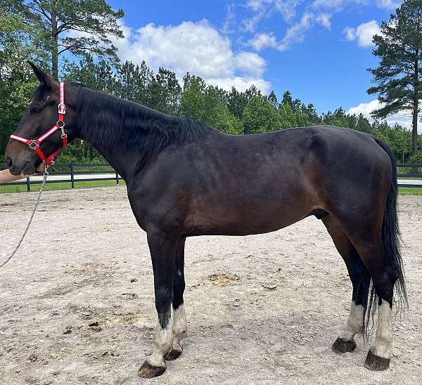 bay-dutch-warmblood-gelding