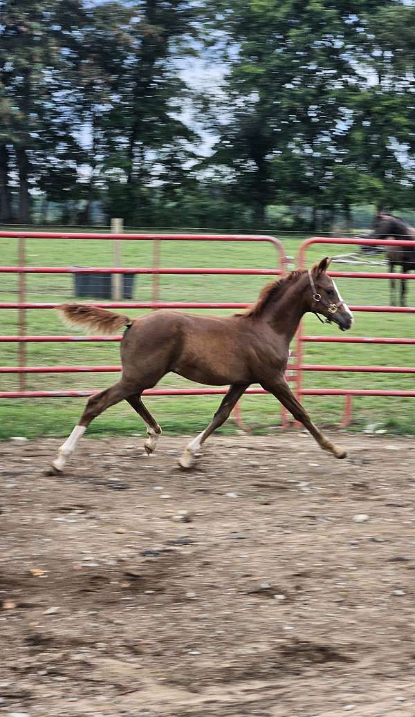 arabian-colt