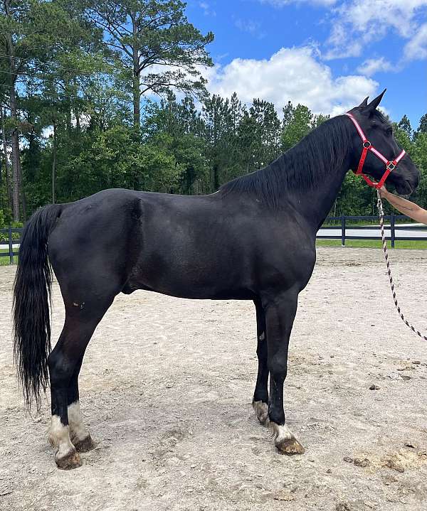 black-dutch-warmblood-gelding