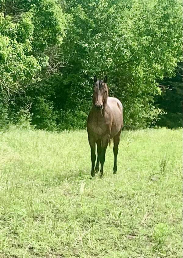 pitzer-bloodlines-quarter-horse