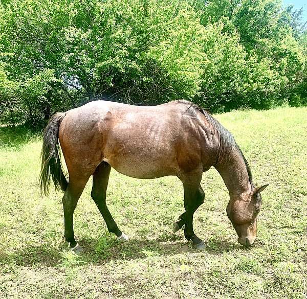 two-eyed-red-buck-appaloosa-paint-horse