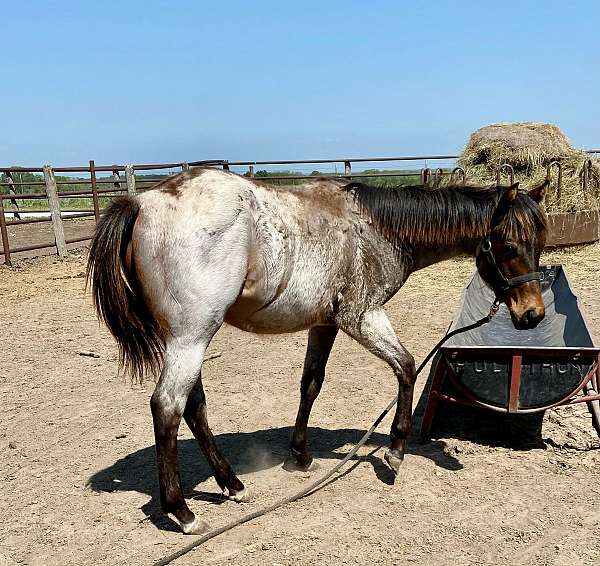 pitzer-bloodlines-appaloosa-paint-horse