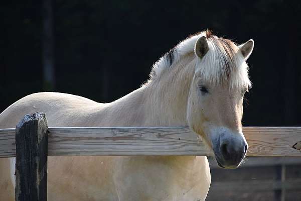 fjord-gelding