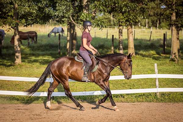 draft-gelding