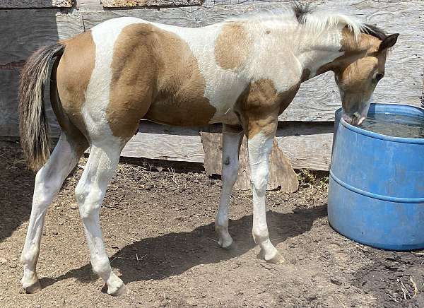 buckskin-te-horse