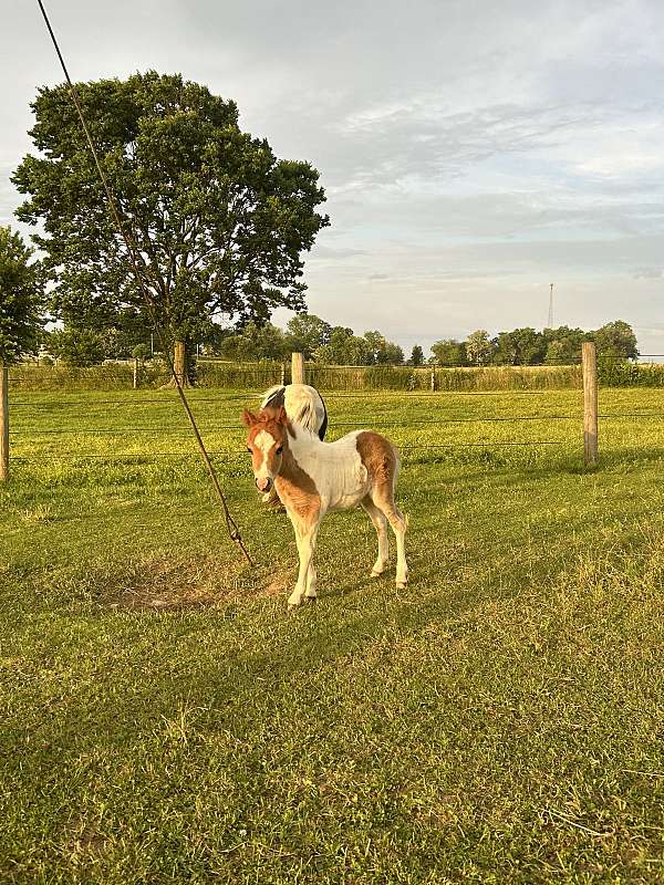 flashy-kid-safe-miniature-horse