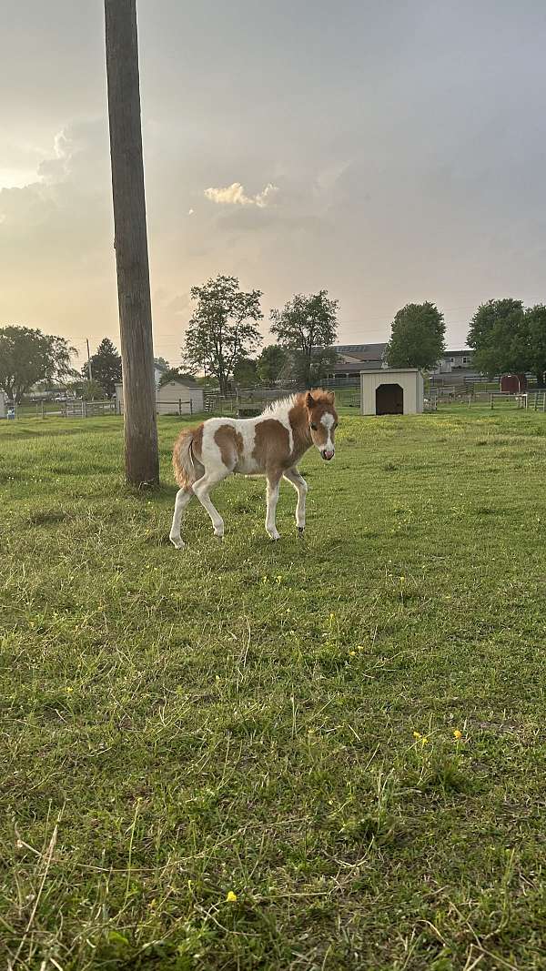 5-hand-miniature-horse