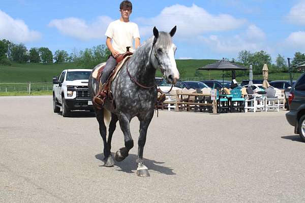 beginner-percheron-horse