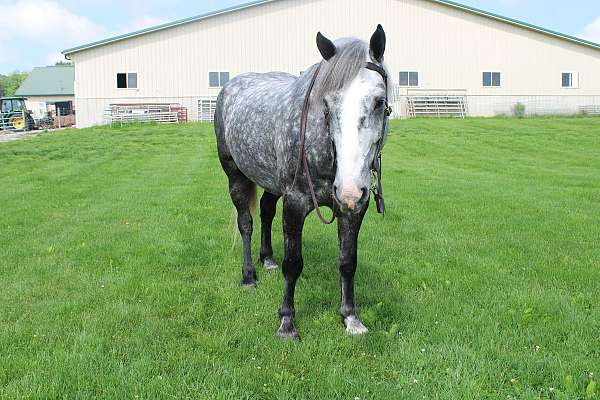 dappled-percheron-horse