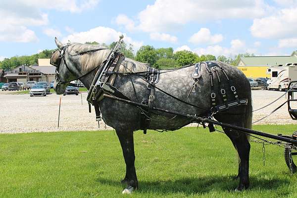 all-around-percheron-horse