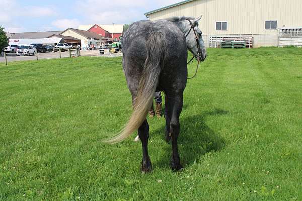 harness-percheron-horse