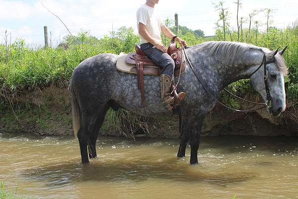 draft-percheron-horse