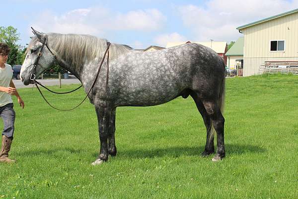 driving-percheron-horse