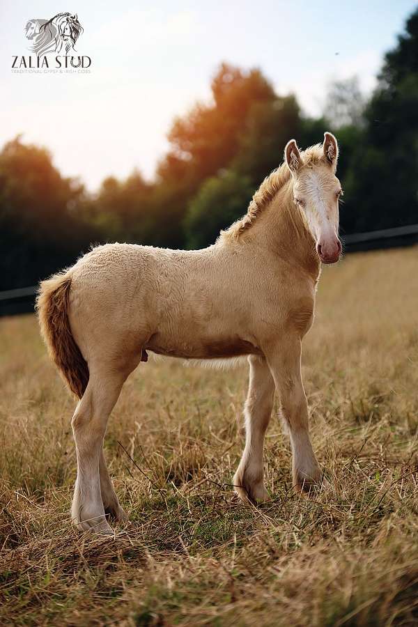 great-bloodlines-gypsy-vanner-horse