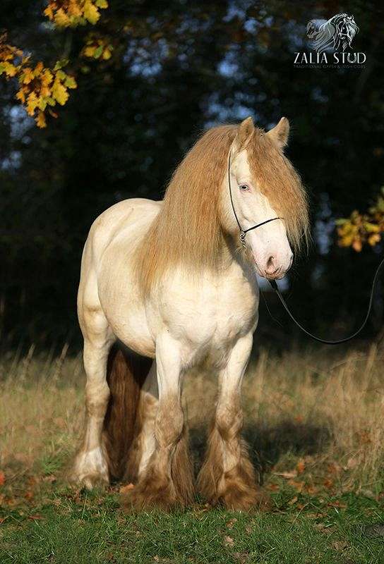 Top Class Gypsy Vanner Perlino Stallion