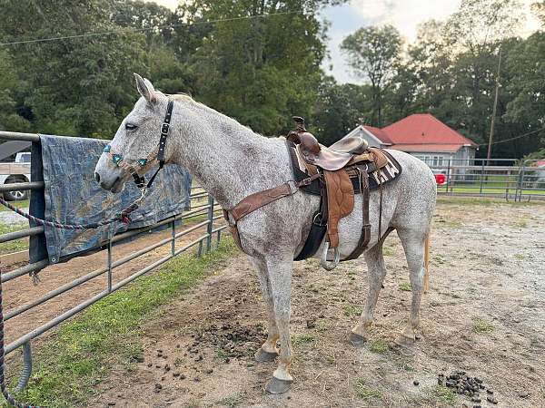 153hh-gelding