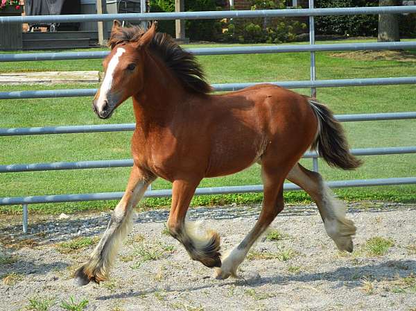 bay-color-gypsy-vanner-horse