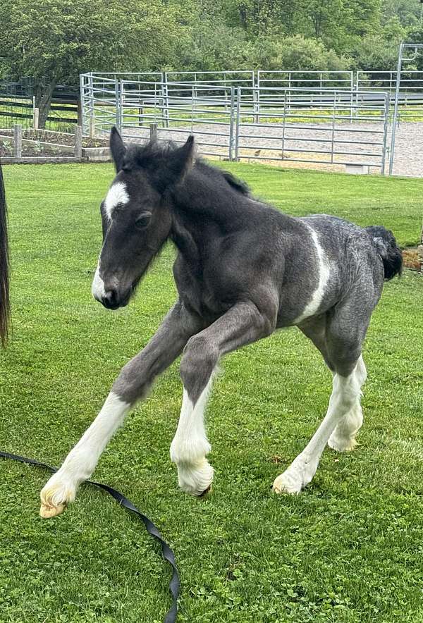 blue-roan-minimal-tobiano-star-snip-horse