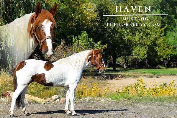 chestnut-tobiano-tennessee-walking-gelding