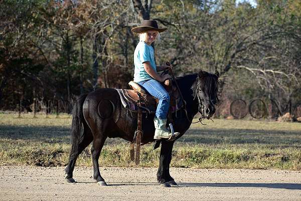 chestnut-tobiano-tennessee-walking-gelding