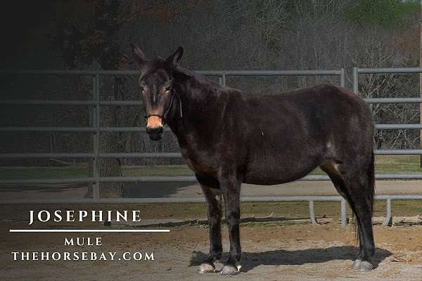 chestnut-tobiano-tennessee-walking-gelding