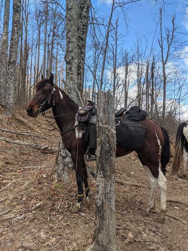 spotted-saddle-mare