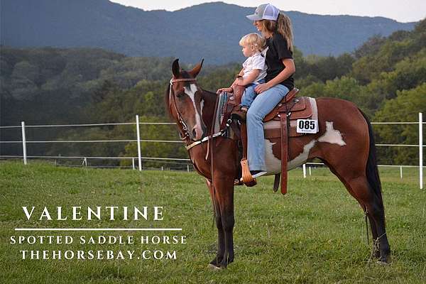 blue-roan-star-lh-coronet-horse