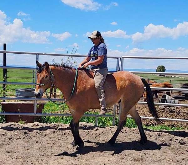 dressage-draft-horse