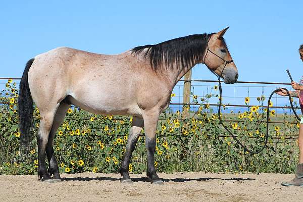 heading-draft-horse