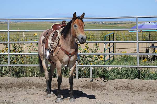 ranch-draft-horse