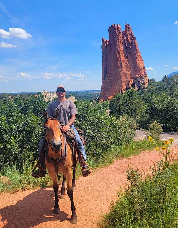 ranch-versatility-draft-horse