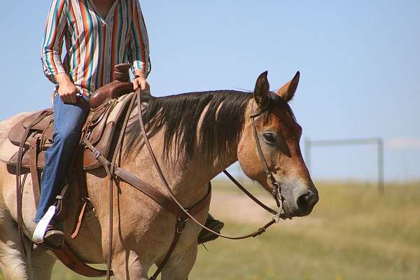 ranch-work-draft-horse