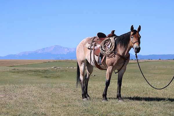 roping-draft-horse