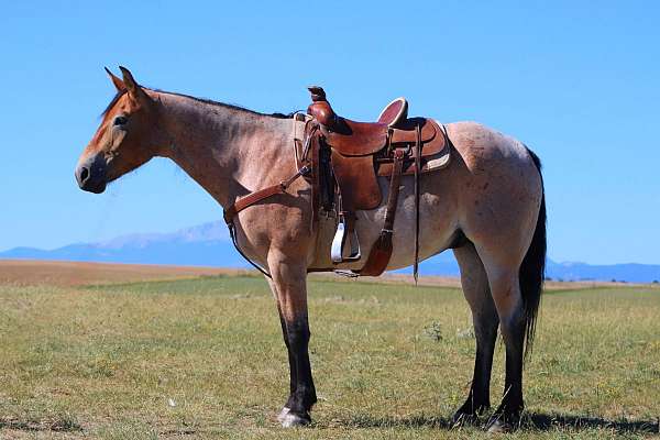 trail-riding-draft-horse